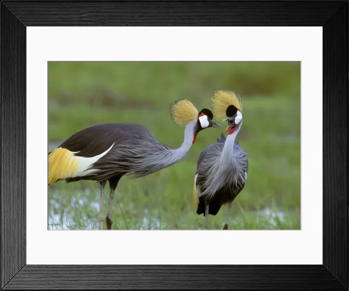 Framed Print : Grey-crowned Crane - pair - Amboseli National Park - Kenya JFL16875 Framed Print : Grey-crowned Crane - pair - Amboseli National Park - Kenya JFL16875