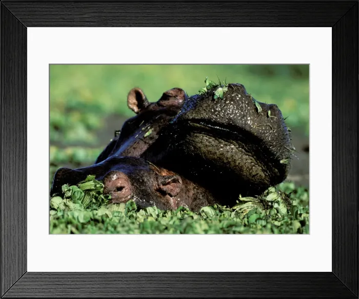Framed Print : Hippopotamus - with young - in pond covered with Salvinia molesta - Masai Mara National Reserve - Kenya - Nile River valley of East Africa JFL16815 Framed Print : Hippopotamus - with young - in pond covered with Salvinia molesta - Masai Mara National Reserve - Kenya - Nile River valley of East Africa JFL16815