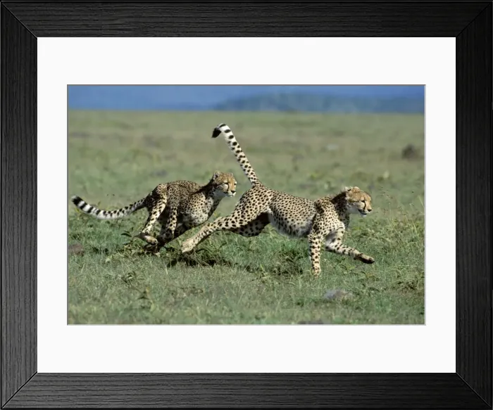 Framed Print : Cheetah - young playing - Masai Mara National Reserve - Kenya JFL16656