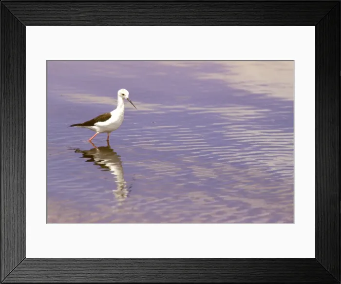 Framed Print : Black-winged Stilt - standing in water, Kenya JFL17924 Framed Print : Black-winged Stilt - standing in water, Kenya JFL17924