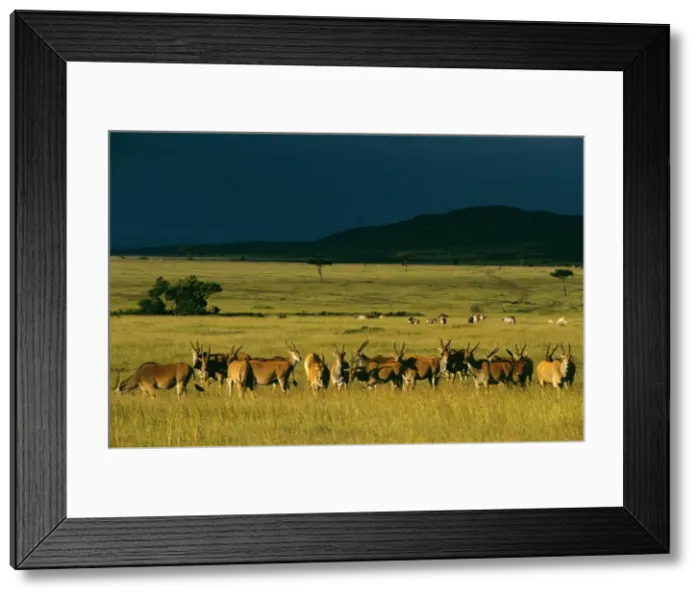 Framed Print : Eland - herd in savanna landscape in pre-storm light - Zebra in the distance Masai Mara National Reserve Kenya JFL17475