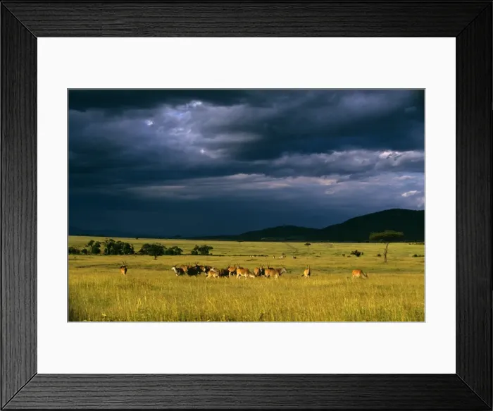 Framed Print : Eland - herd in savanna landscape in pre-storm light - Zebra in the distance Masai Mara National Reserve Kenya JFL17474 Framed Print : Eland - herd in savanna landscape in pre-storm light - Zebra in the distance Masai Mara National Reserve Kenya JFL17474