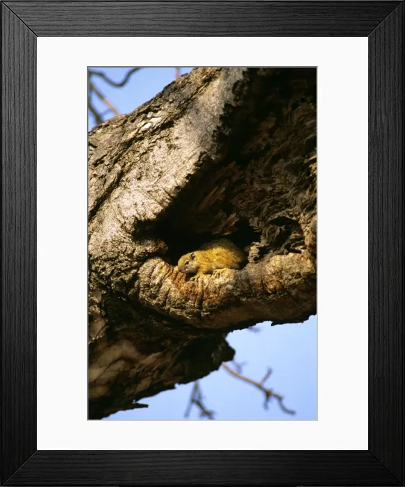 Framed Print : Ochre Bush Squirrel - in tree hollow - Masai Mara National Reserve - Kenya JFL17472 Framed Print : Ochre Bush Squirrel - in tree hollow - Masai Mara National Reserve - Kenya JFL17472