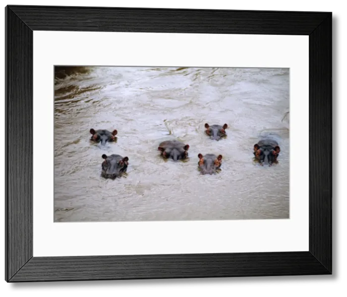 Framed Print : Hippotamus - in water - Masai Mara National Reserve - Kenya JFL17471 Framed Print : Hippotamus - in water - Masai Mara National Reserve - Kenya JFL17471