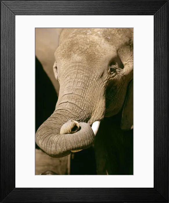 Framed Print : African Elephant - with curled up trunk - Kenya JFL17362 Framed Print : African Elephant - with curled up trunk - Kenya JFL17362