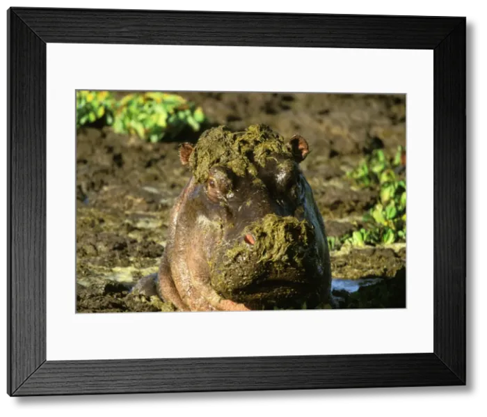 Framed Print : Hippopotamus - covered in weeds - Masai Mara National Reserve - Kenya JFL17277 Framed Print : Hippopotamus - covered in weeds - Masai Mara National Reserve - Kenya JFL17277