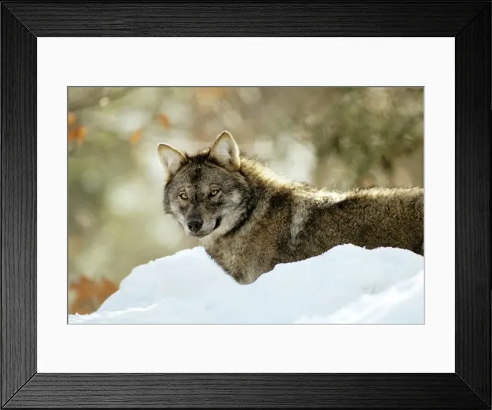 Framed Print : Eurasian Wolf - in snow - Germany JFL17185 Framed Print : Eurasian Wolf - in snow - Germany JFL17185