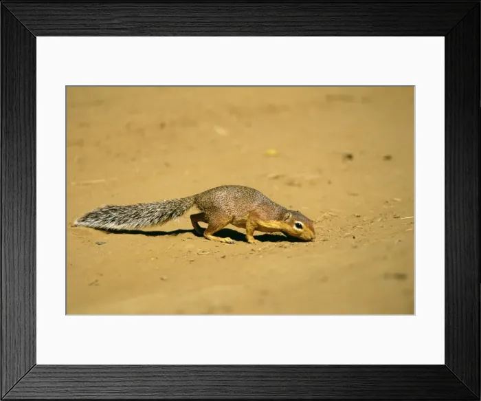 Framed Print : Striped Ground Squirrel - sniffing ground - Kenya JFL17468 Framed Print : Striped Ground Squirrel - sniffing ground - Kenya JFL17468