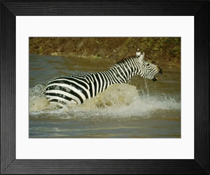 Framed Print : Plains Zebra FL 342 Maasai Mara, Kenya Africa Equus burchelli © Ferrero-Labat / ARDEA LONDON Framed Print : Plains Zebra FL 342 Maasai Mara, Kenya Africa Equus burchelli © Ferrero-Labat / ARDEA LONDON