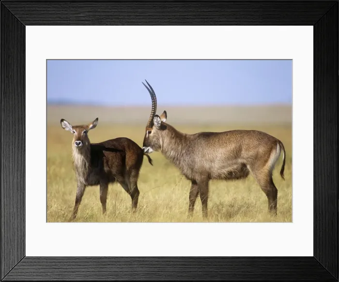 Framed Print : Defassa Waterbuck - male waterbuck testing a female's receptiveness to mating Maasai Mara, Kenya, Africa Framed Print : Defassa Waterbuck - male waterbuck testing a female's receptiveness to mating Maasai Mara, Kenya, Africa