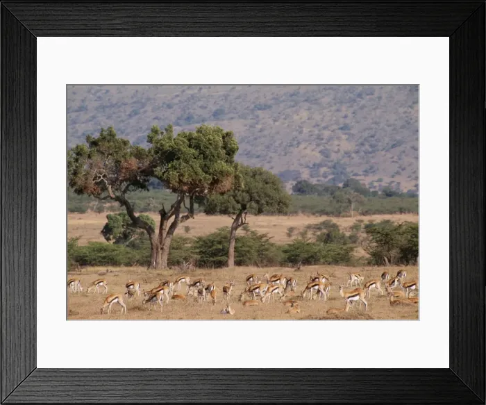 Framed Print : Thomson's Gazelle FL 435 Maasai Mara, Kenya Africa. Gazella thomsoni © Ferrero Labat / ARDEA LONDON Framed Print : Thomson's Gazelle FL 435 Maasai Mara, Kenya Africa. Gazella thomsoni © Ferrero Labat / ARDEA LONDON