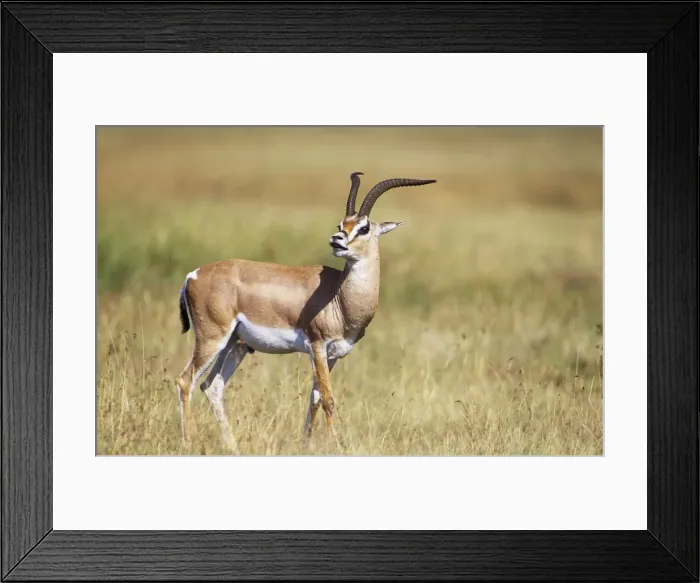 Framed Print : Grant's Gazelle Maasai Mara, Kenya Africa