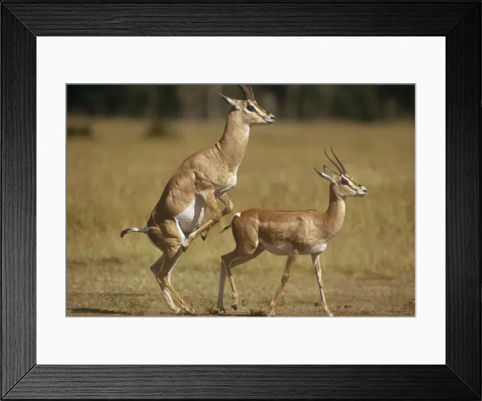 Framed Print : Grant's Gazelle - attempting to mount female Maasai Mara Kenya Africa Framed Print : Grant's Gazelle - attempting to mount female Maasai Mara Kenya Africa