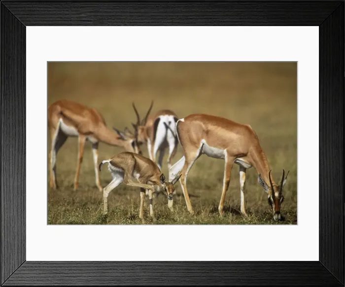 Framed Print : Grant's Gazelle Maasai Mara, Kenya, Africa Framed Print : Grant's Gazelle Maasai Mara, Kenya, Africa
