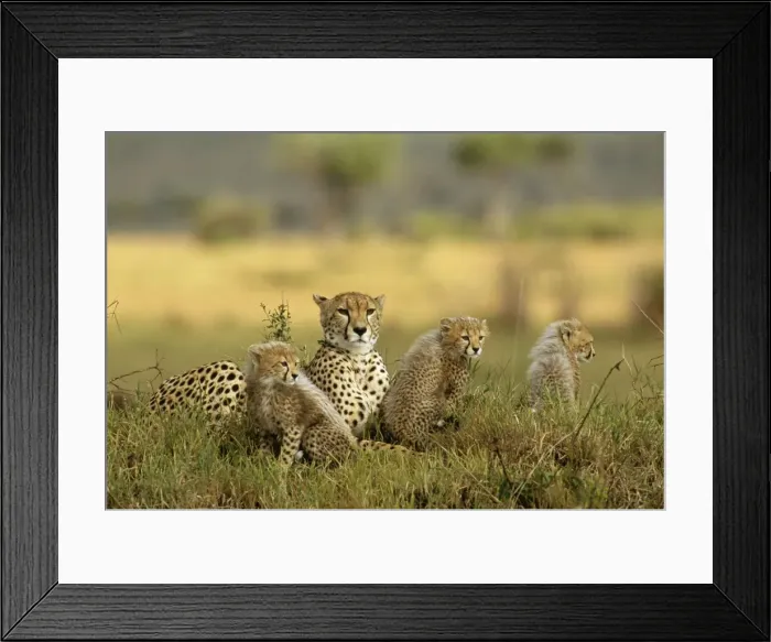 Framed Print : Cheetah FL 648 Parent and cubs. Maasai Mara National Park Acinonyx jubatus © Ferrero-Labat / ARDEA LONDON Framed Print : Cheetah FL 648 Parent and cubs. Maasai Mara National Park Acinonyx jubatus © Ferrero-Labat / ARDEA LONDON
