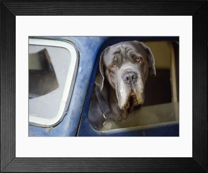 Framed Print : Dog - close-up wrinkly head in blue car window