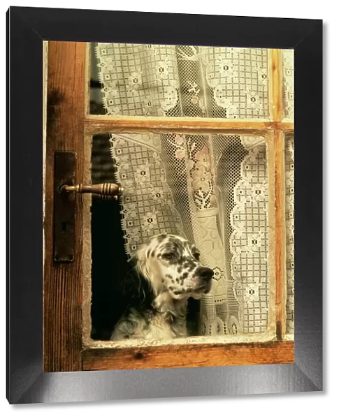 Dog FRR 241E Head by lace window in door © Frederic Rolland  /  ARDEA LONDON