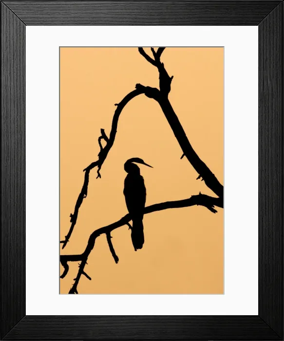 Framed Print : Indian Darter / Snakebird / Anhinga - Silhouette - Keoladeo Ghana National Park - Bharatpur - Rajasthan - India BI017541 Framed Print : Indian Darter / Snakebird / Anhinga - Silhouette - Keoladeo Ghana National Park - Bharatpur - Rajasthan - India BI017541