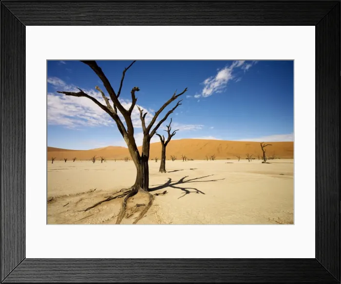 Framed Print : Dead Trees In Dead Vlei - wide angle image of a dead tree casting a strong shadow - Southern Namib Desert - Namibia - Africa Framed Print : Dead Trees In Dead Vlei - wide angle image of a dead tree casting a strong shadow - Southern Namib Desert - Namibia - Africa