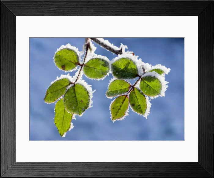 Framed Print : Rose - leaves covered in winter Framed Print : Rose - leaves covered in winter