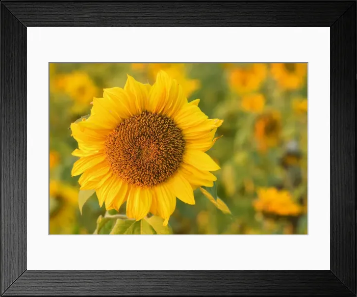Framed Print : Sunflower - a field of sunflowers with one single flower accentuated in the foreground, in last evening light - Baden-Wuerttemberg, Germany Framed Print : Sunflower - a field of sunflowers with one single flower accentuated in the foreground, in last evening light - Baden-Wuerttemberg, Germany