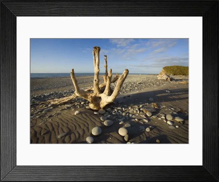 Framed Print : Driftwood - by the power of water beautifully sculpted driftwood washed ashore at Gillespies Beach Westland National Park, West Coast, South Island, New Zealand Framed Print : Driftwood - by the power of water beautifully sculpted driftwood washed ashore at Gillespies Beach Westland National Park, West Coast, South Island, New Zealand