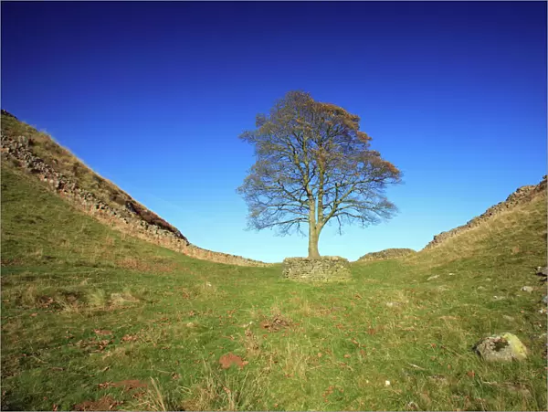 Hadrian's Wall - Sycamore Gap, beside Steel Rig, Northumberland National Park, autumn, England