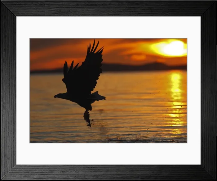 Framed Print : White-tailed Eagle - in flight above water - with fish prey - at sunset - Flatanger - Norway Framed Print : White-tailed Eagle - in flight above water - with fish prey - at sunset - Flatanger - Norway
