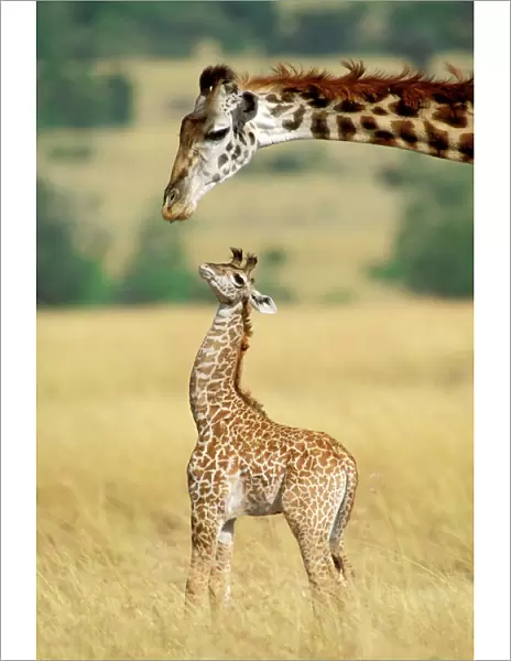 Maasai Giraffe - mother and one week old young - Maasai Mara National Reserve, Kenya MANIPULATED IMAGE (umbilical cord removed) JFL01230