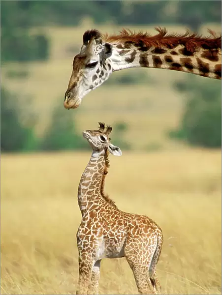 Maasai Giraffe - mother and one week old young - Maasai Mara National Reserve, Kenya MANIPULATED IMAGE (umbilical cord removed) JFL01230