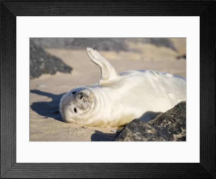 Framed Print : Grey Seal - pup on beach waving flipper - Norfolk England Framed Print : Grey Seal - pup on beach waving flipper - Norfolk England