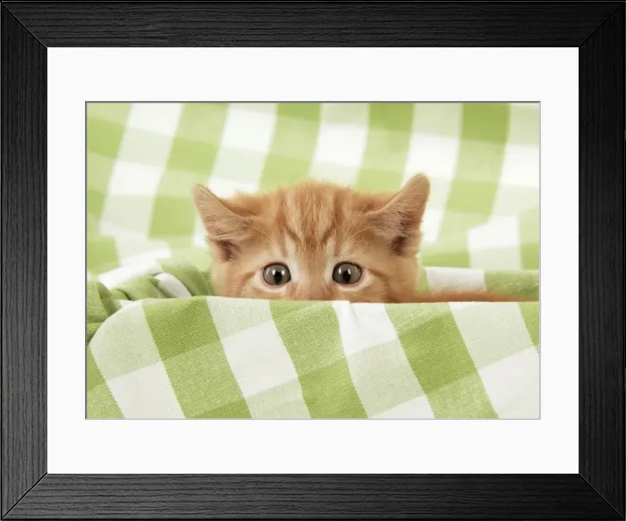 Framed Print : Kitten on green gingham Framed Print : Kitten on green gingham