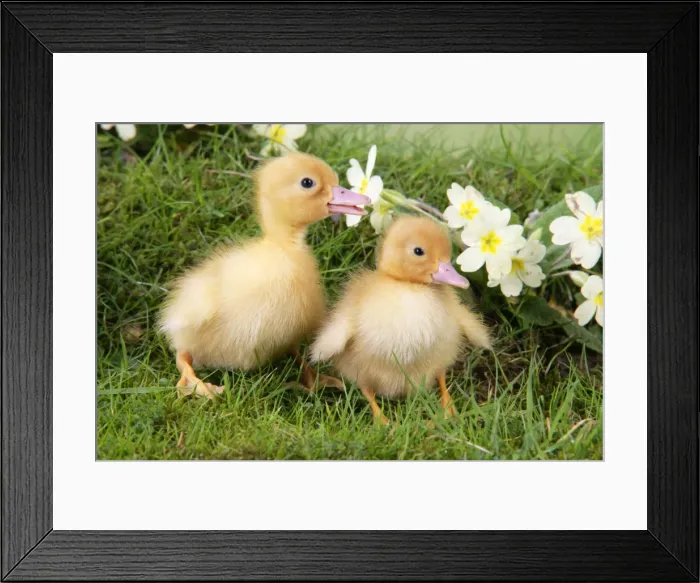 Framed Print : Ducklings. in spring set