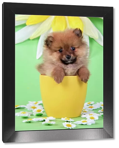 Dog. Pomeranian puppy in flower pot (10 weeks old)