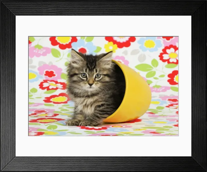 Framed Print : Cat. Kitten (7 weeks old) in plant pot Framed Print : Cat. Kitten (7 weeks old) in plant pot