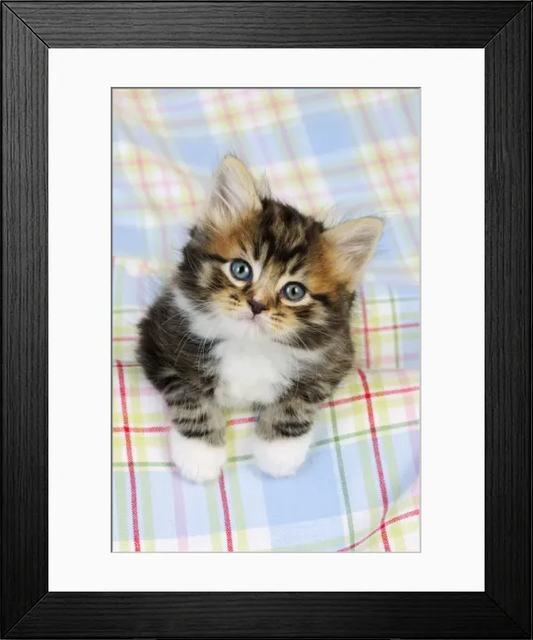 Framed Print : Cat. Kitten (7 weeks old) Framed Print : Cat. Kitten (7 weeks old)