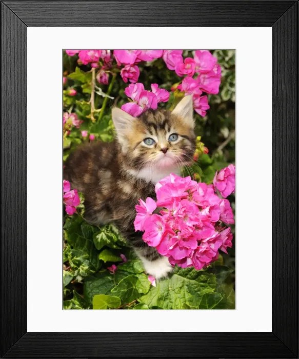Framed Print : Cat. Kitten (7 weeks old) sitting amongst pink plants Framed Print : Cat. Kitten (7 weeks old) sitting amongst pink plants