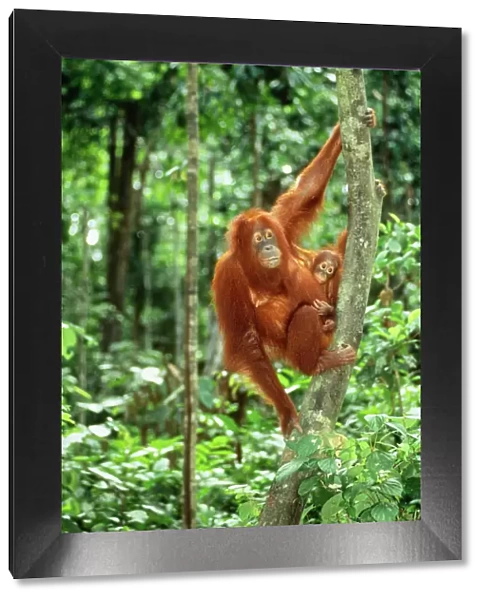 Orang-utan JPF 8453 Sabah Borneo Pongo pygmaeus © Jean-Paul Ferrero  /  ARDEA LONDON
