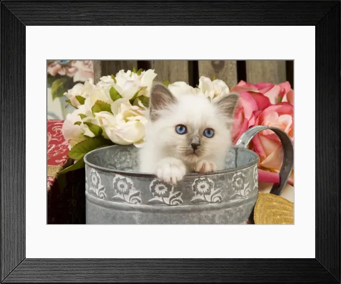 Framed Print : Cat - British Shorthair in watering can