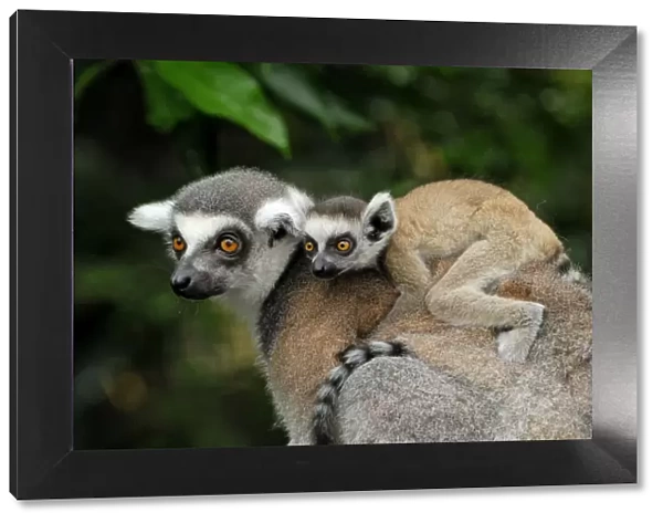 Ring-tailed Lemur - with baby on back - Madagascar