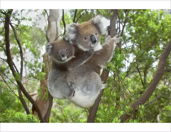 Koala - mother with piggybacking young climbs up a tree to change to a new feeding and sleeping tree. The young clings vigorously to its mother's back to not to fall off