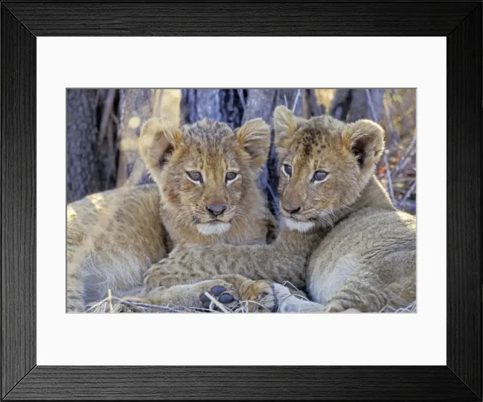 Framed Print : Lion - Two lion cubs resting after a good meal - South Africa, Sabi Sabi game reserve Framed Print : Lion - Two lion cubs resting after a good meal - South Africa, Sabi Sabi game reserve