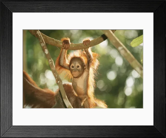 Framed Print : Orang-utan WAt 5173 Borneo Pongo pygmaeus © M. Watson / ARDEA LONDON Framed Print : Orang-utan WAt 5173 Borneo Pongo pygmaeus © M. Watson / ARDEA LONDON