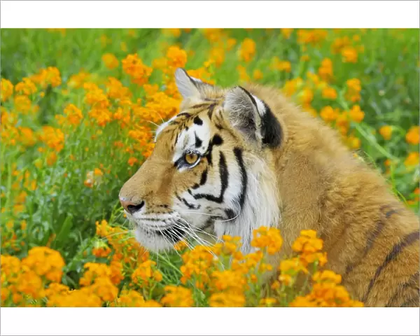 Bengal Tiger - in orange mustard flowers _C3B1617