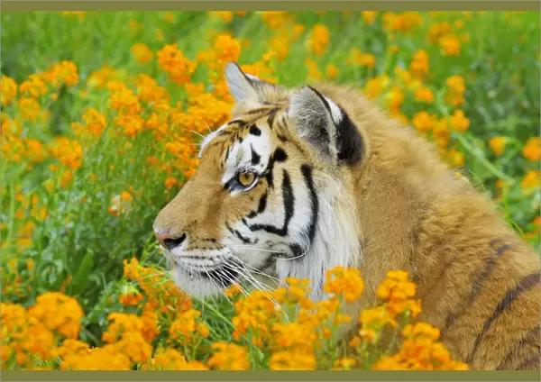 Bengal Tiger - in orange mustard flowers _C3B1617