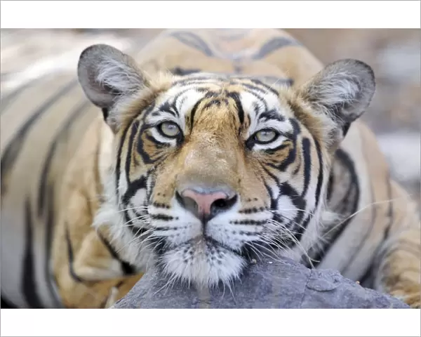 Tiger - Ranthambhore National Park - Rajasthan - India