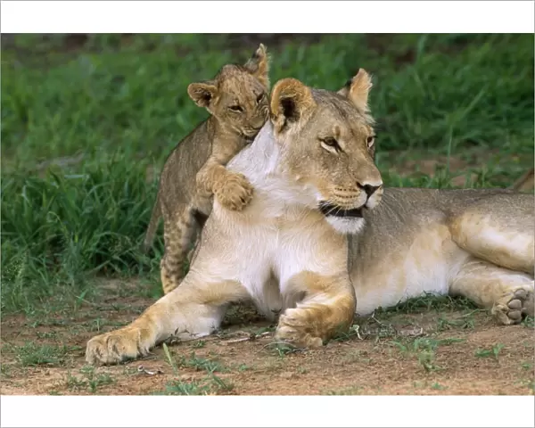 Lion - Lioness with cub Kalahari Gemsbok Park, South Africa