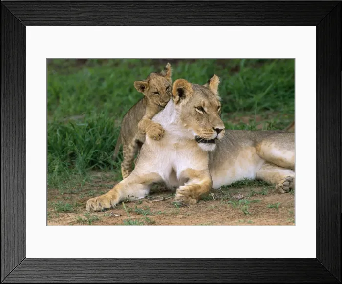 Framed Print : Lion - Lioness with cub Kalahari Gemsbok Park, South Africa