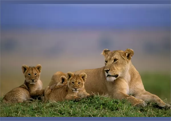 African Lion - Adult and young - Maasai Mara National Reserve - Kenya - Africa JFL02232