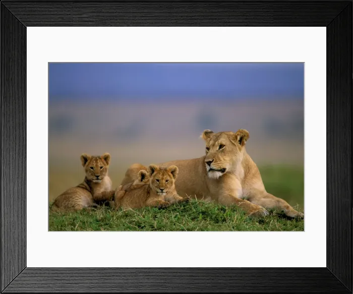 Framed Print : African Lion - Adult and young - Maasai Mara National Reserve - Kenya - Africa JFL02232 Framed Print : African Lion - Adult and young - Maasai Mara National Reserve - Kenya - Africa JFL02232